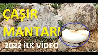 ÇAŞIR MANTARI 2022 İLK VİDEO #mantar #malatya #adıyaman