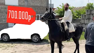 Нашли и Купили лошадей на Кавказе |  Выпуск 2
