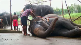 Ванны, угощения и прогулки: в Индии открылся ежегодный лагерь для храмовых слонов