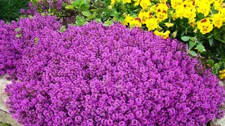 Evergreen perennials for the lazy flowerbed. Drought-tolerant beautiful all year round!