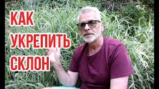 Як зміцнити схил /Фаляріс Phalaroides arundinacea / Ігор Білевич