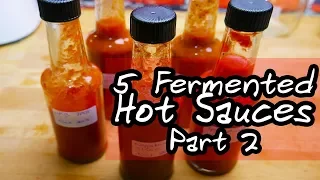 Fermenting some of the hottest peppers in the world! Part 2