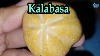 TAGLAY NG  KALABASA SA ATING BUHAY AT KALUSUGAN | KEVIN TV FACTS