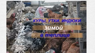 Куры, утки, индюки зимой в теплице. Советы по содержанию.