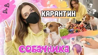 КАРАНТИН СОБАЧНИКА | Покупки, прогулки и чем занять себя и свою собаку во время карантина?