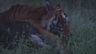 Tiger hunts Gaur