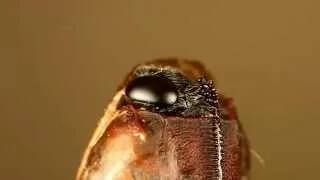 Ichneumonid wasp emerging from pupa (Pimpla disparis, Ichneumonidae)