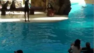 Sea Lions Show - Loro Parque, Tenerife (Full Show)