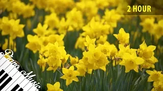 Beautiful Piano Music #91 - Yellow Flower Field 4K Video - 2 HOUR of Relaxing Sleep Music