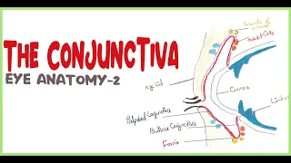 Conjunctiva | Anatomy | Eye Anatomy-2