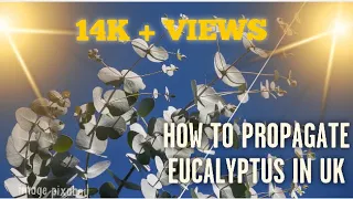 How to propagate Eucalyptus via cuttings  UK