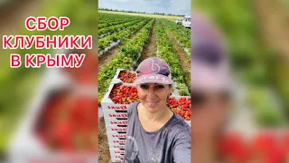 Работа в Крыму/ Сбор клубники 🍓