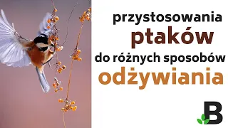 Przystosowania Ptaków do różnych Sposobów Odżywiania się 🐦 Ptaki Drapieżne Owadożerne Wszystkożerne