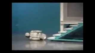 HONDA ASIMO FALLS DOWN STAIRS   Sexy Robots Videos