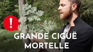 La grande ciguë, elle tue !