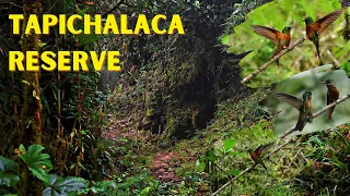 Visiting Tapichalaca Reserve