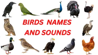 bird sound/bird names and sounds/birds sound name/bird sounds/birds sound,#birdsounds