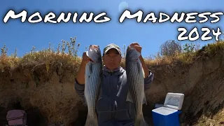 Striped Bass Fishing Morning Madness 2024