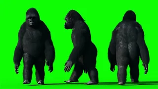 Gorilla Green Screen HD | Green Screen Gorilla Video