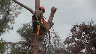 Como cortar un pino sin hacer daño al vecino