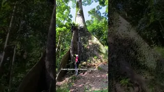 Giant Trees of Borneo Rainforest #shorts