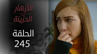 مسلسل الأزهار الحزينة | الحلقة 245 - الموسم الثاني