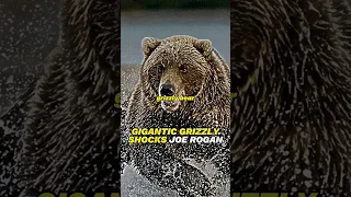 Joe Rogan : SCARY GIGANTIC Grizzly Bear #joerogan #bear