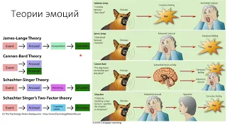 1. Теории эмоций [Физиологические механизмы агрессии и страха]