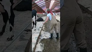 Cleaning up shit on a cow farm