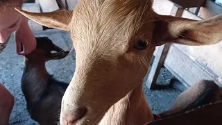 Как лучше кормить коз летом?