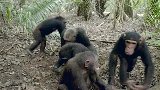 Chimpanzee Kefan Leads With Kindness on JGI's Tchimpounga Island Sanctuary