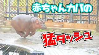 【旭山動物園】297/　激走する赤ちゃんカバに悶絶💖