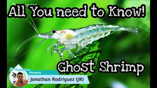 Ghost Shrimp Care, Breeding, WaterParameters, Tank Mates & Feeding.All you need to know! JR Aquarium