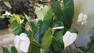 Adubando plantas com a farinha de osso,adubo ótimo pra flores e folhagens.