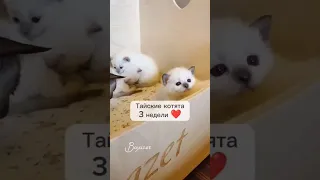 Тайские котята, 3 недели ❤️