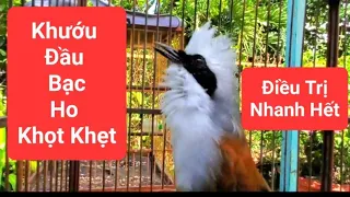 Cách Điều Trị / Khướu Đầu Bạc / Ho Khọt Khẹt Hót Không Rõ Âm.@KyHoangTV