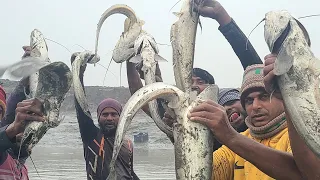 Hand boal fishing fair in Tarail Kamala Bill water | তারাইল কমলা বিলের জলে হাতে বোয়াল মাছ ধরার মেলা