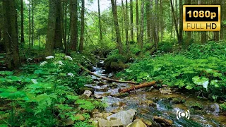 Nature Sounds 4K 🌿 Relaxing River Sounds, Beautiful Forest Sound, Peaceful Birds Chirping, Natural