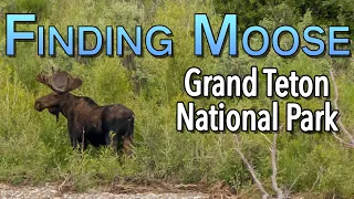 Finding The Elusive Moose in Grand Teton National Park!
