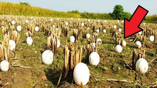 The farmer found strange eggs. When they hatched, the man could not hold back his tears!