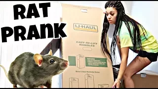 RAT PRANK ON WIFE | THE PRINCE FAMILY