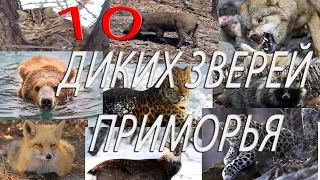 Топ 10 диких животных  Приморья.