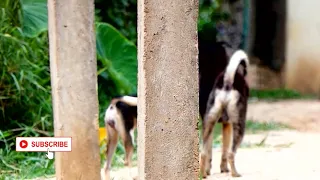 Amazing Rural Dogs !! Dog Meeting for the Summer Season in Village.