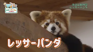 【長野のアニマル大集合！】①レッサーパンダ（茶臼山動物園）