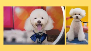 Happy Dog - Poodle Dog Grooming and Spa - Cute Animal Videos