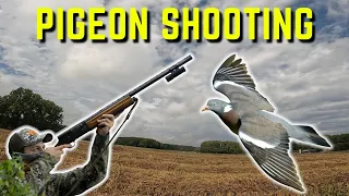 Hunting pigeons - Pest control over decoys