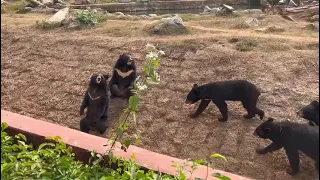 Bear of Nandankanan Zoo 😁