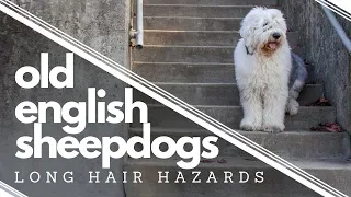 Long Hair Hazards┃Wish We Would Have Known BEFORE getting an Old English Sheepdog┃Ed&Mel