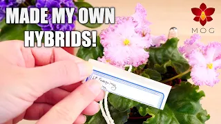How I made my own African Violet Hybrids! Part 1: pollinating flowers & getting seeds!