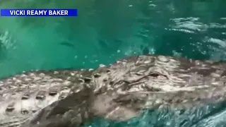 Video shows alligator near woman’s paddleboard in Florida springs